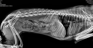 DMXR30 Appareil de radiographie portable optimal pour animaux, détecteur numérique à panneau plat pour chiens et chats - Product Image 6
