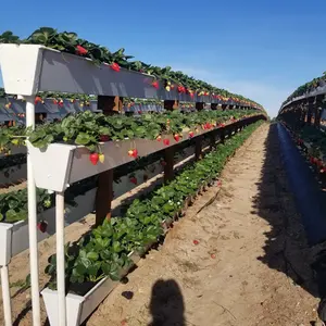수직 PVC 여물통 Hydroponic 딸기 성장 체계