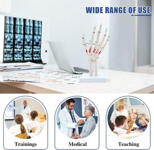Modelo Anatómico <span class=keywords><strong>de</strong></span> Articulación <span class=keywords><strong>de</strong></span> la Mano Humana en Exhibición, Modelo Médico para Educación del Paciente y Entrenamiento Médico, Modelo Realista con Certificación CE/ISO - Product Image 6