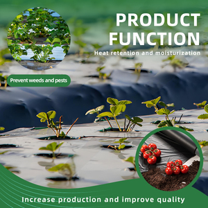 Film <span class=keywords><strong>de</strong></span> paillage plastique transparent résistant aux UV pour la rétention <span class=keywords><strong>de</strong></span> la chaleur et <span class=keywords><strong>de</strong></span> l'humidité dans les jardins et les fermes - Product Image 3