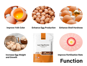 อาหารผสมผสมล่วงหน้า 5% สําหรับไก่ไข่ไก่ Aliment ประกอบพรีเมลแง้ poules pondeuses <span class=keywords><strong>oeuf</strong></span> poulet - Product Image 3