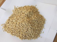 Isolat de protéines d'extrait de graines d'orge de haute qualité 80% en poudre, non-OGM, végétalien, pour barres énergétiques de nutrition sportive, qualité alimentaire, en fût
