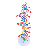 Modèle de structure de l'ADN à double hélice - Jouet éducatif en PVC durable pour l'école