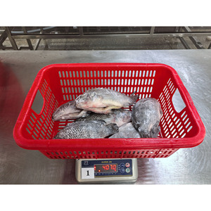 Tilapia Congelata IQF per il Mercato UE, Pesci Tilapia Congelati 350-550g, 550-750g, Tilapia Congelata Eviscerata e Sconchigliata - Product Image 4