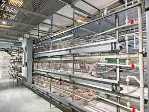 Cage <span class=keywords><strong>d</strong></span>'élevage durable entièrement automatique à plusieurs niveaux <span class=keywords><strong>de</strong></span> type H pour poussins <span class=keywords><strong>d</strong></span>'<span class=keywords><strong>un</strong></span> <span class=keywords><strong>jour</strong></span> et poules pondeuses - Product Image 1