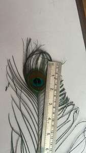 Plumes de paon brutes Mor Chhadi pour les arts, l'artisanat, les décorations de mariage et de fête, les accessoires de mode, le bricolage et les spectacles sur scène - Product Image 5