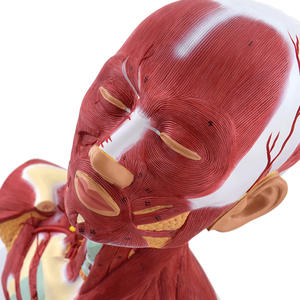 Disección de sección de <span class=keywords><strong>cabeza</strong></span>, <span class=keywords><strong>cuello</strong></span> <span class=keywords><strong>y</strong></span> pecho de <span class=keywords><strong>cabeza</strong></span> humana <span class=keywords><strong>y</strong></span> anatomía muscular de la cara, arte de modelo de <span class=keywords><strong>cuello</strong></span> <span class=keywords><strong>y</strong></span> pecho completo con músculo facial - Product Image 5