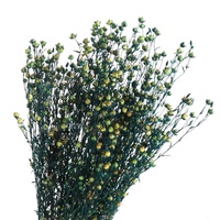 Bunga Awet Multiwarna Grosir, Kacang Akasia Kering Berwarna 60-70cm, Rangkaian Bunga Spesial Hari Valentine untuk Interior