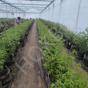 Bolsas <span class=keywords><strong>de</strong></span> cultivo transpirables <span class=keywords><strong>de</strong></span> plástico negro HOKBG, bolsas <span class=keywords><strong>de</strong></span> maceta <span class=keywords><strong>de</strong></span> 125 <span class=keywords><strong>litros</strong></span> para plantar flores <span class=keywords><strong>de</strong></span> peonía - Product Image 4