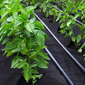 บริการตัดผ้าคลุมดินสำหรับจัดสวน ขนาด 4x100 ฟุต ผลิตจาก PE/PP สำหรับป้องกันวัชพืช  แผ่นพลาสติกคลุมดิน - Product Image 2