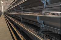 Nouveau système de cage à cailles entièrement automatique à 5 niveaux avec alimentation, abreuvement, collecte des œufs et élimination du fumier pour l'élevage avicole