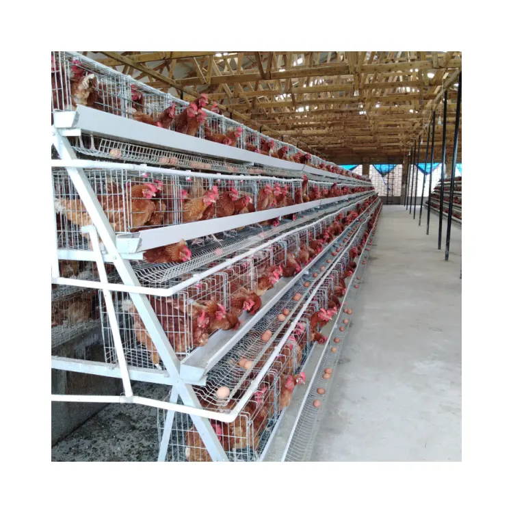 China A Type Laying Coop ODM Custom Poultry Cages For Layer Chickens For 2000 Birds
