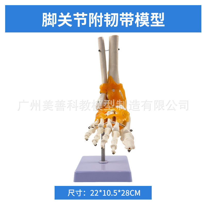 The foot joint has ligaments