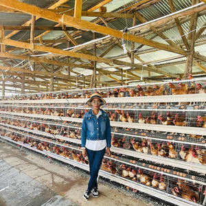 Équipement de volaille Automatisation de l'élevage de poulets Cage de poussins galvanisée à 4 niveaux Cage de batterie de couche de poulet pour 10000 oiseaux - Product Image 2