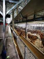 Système de Cage de piles à poulet, avec Structure en acier, 4 niveaux, moderne, maison, broyeur automatique, en vente, livraison gratuite