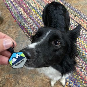 Hadiah Promosi Tag anjing peliharaan kustom Tag anjing kosong sublimasi Tag anjing silikon - Product Image 2