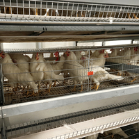 Cage à poulets de type H entièrement automatique pour l'élevage de poulets pondeurs