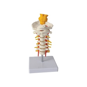 Modelo <span class=keywords><strong>Cervical</strong></span> Humano, Ciencia Médica, Patología Clínica, Columna <span class=keywords><strong>Cervical</strong></span>, Demostración de Rehabilitación del Tallo Cerebral - Product Image 1