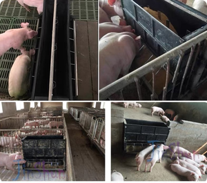 Mangeoire à porcelets à 8 trous double face en matériau composite pour porcelets d'élevage - Product Image 5