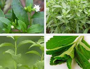 العلامة الخاصة الطبيعية الجافة الأعشاب ستيفيا الشاي ستيفيا ريبوديانا يترك الشاي رخيصة الثمن - Product Image 2