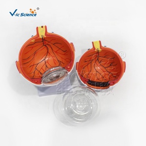 Modelo de anatomía <span class=keywords><strong>del</strong></span> <span class=keywords><strong>ojo</strong></span> humano ampliado 6 veces con partes extraíbles para la educación médica - Product Image 6