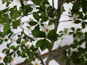 Arbre artificiel de gardénia <span class=keywords><strong>en</strong></span> crêpe de <span class=keywords><strong>jasmin</strong></span>, 190 cm de haut, plante <span class=keywords><strong>en</strong></span> <span class=keywords><strong>pot</strong></span> pour sol, simulation de verdure pour la décoration intérieure et extérieure du salon - Product Image 5