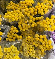 Bunga Billy Balls Potong Segar Grosir, Craspedia Kuning Alami Asli untuk Rangkaian Bunga