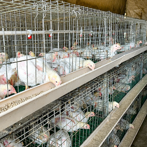 Nuevo Sistema Agricon de Jaulas Automáticas Tipo H para Pollos de Engorde con Alimentación, Bebederos y Sistema de Eliminación de Estiércol, Acero Galvanizado en Caliente para Avicultura - Product Image 2