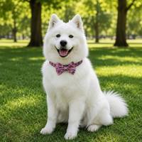 Conjunto de Collar para Mascotas con Estampado Floral de Alta Calidad, Collar Ajustable para Perros y Cachorros con Corbata de Moño Extraíble, Accesorios para el Cuello