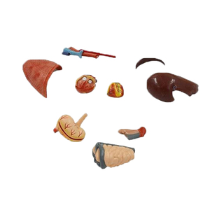 पशु चिकित्सा अध्ययन के लिए फेफड़ों के हृदय जिगर के साथ डिचेबल कैनाइन एनाटॉमी मॉडल - Product Image 6