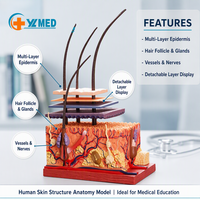 Modelos de Anatomía de Piel Humana Ampliados con 19 Partes para la Enseñanza de Anatomía Humana en Niños, Exhibición en Salones de Belleza, CE/ISO