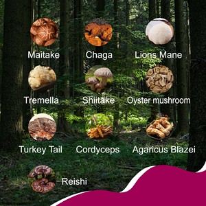 Hot seller Mushroom Coffee 3500mg Mushroom <b>Blend</b> 10:1 Extract Per Serving Easy Way to Support Immunity Energy & Focus - Product Image 3