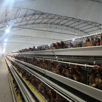 Système de cages à volaille automatique de type A bon marché pour l'élevage de poules pondeuses en métal et en acier pour poules pondeuses dans des poulaillers