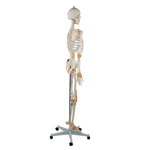 Modelo preciso de esqueleto humano de medio músculo, medio ligamento, ciencia médica, dibujado a mano con números, modelo de esqueleto - Product Image 2
