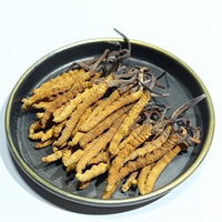 Haute Qualité Naturel Tibet Cordyceps sinensis Sauvage Séché Tianshi Cordyceps Militaris Organique Mycélium Cordyceps Champignon