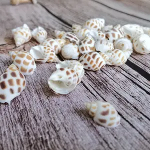 Wholesale Natural Conch Snail Shells Trumpet shell Wind Babylonia Flowers Snails Seashells for Crafts Decoration