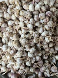 <span class=keywords><strong>Ail</strong></span> frais de Chine en gros, boîte de 10 kg, sac de 500 g, fournisseur <span class=keywords><strong>d</strong></span>'<span class=keywords><strong>ail</strong></span> <span class=keywords><strong>éléphant</strong></span> - Product Image 2