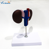 Modelo Anatómico de Riñón de Oveja para Enseñanza Veterinaria, Muestra la Estructura de la Corteza Renal, la Médula y la Pelvis Renal CE/ISO/ROHS/CNAS