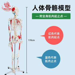 Modelo de esqueleto humano para fines didácticos, pintado y coloreado a mano, modelo de esqueleto humano de 170 cm con músculos del cuerpo completo. - Product Image 2