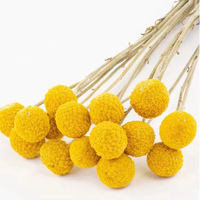 Billy Button Bunga Bola Emas Asli Buket Bunga Kering Alami untuk Dekorasi Rumah & Pernikahan L50-60cm 100-120g/buket