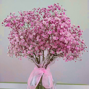 Origine des charmantes fleurs de gypsophile, idéales pour la décoration des jardins et des cours, ajoutez de l'élégance à votre jardin et à votre cour - Product Image 3