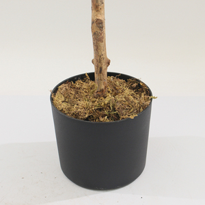 Albero di <span class=keywords><strong>Ulivo</strong></span> Artificiale Nearly Natural di 1,8 m con Frutti Finti, Fornitore per Casa e Giardino, Albero di <span class=keywords><strong>Ulivo</strong></span> Finto in Vendita - Product Image 4