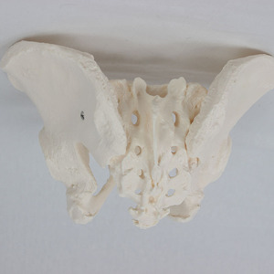 Modello Anatomico <span class=keywords><strong>del</strong></span> Pelvi Maschile a Grandezza Naturale per l'Insegnamento dello Scheletro Umano - Product Image 2