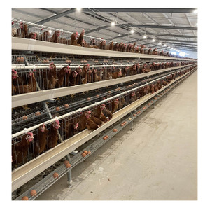 Gelişmiş 10k-50k tavuk run metal 4 katlı horoz kafes nijerya'da satılan - Product Image 4