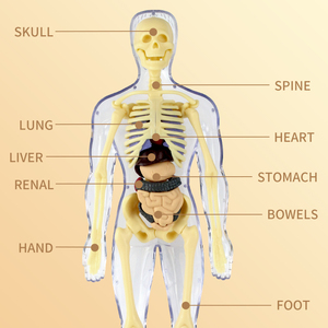 Torse <span class=keywords><strong>humain</strong></span> modèle d'enseignement corps <span class=keywords><strong>humain</strong></span> <span class=keywords><strong>squelette</strong></span> organes Structure Science modèle corps <span class=keywords><strong>humain</strong></span> assemblage jouet pour enfants - Product Image 5