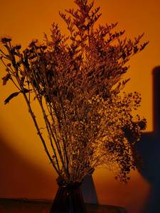 Alonefire Đèn Màu Cam 10W Đèn Pin LED Chất Lượng Cao Đèn Phóng To Chống Nước Cầm Tay Đèn Lấp Đầy Chụp Ảnh Bác Sĩ Cắm Trại - Product Image 5