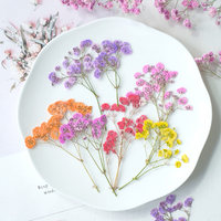 Fleur séchée de Gypsophile, spécimen végétal pressé, écologique, pour coques de téléphone DIY, marque-pages, mariage, Noël, Fête des Mères