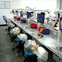 Tema de ciencia médica Modelo dental estándar 28 piezas Dientes Modelos de ortodoncia Todo el soporte de metal