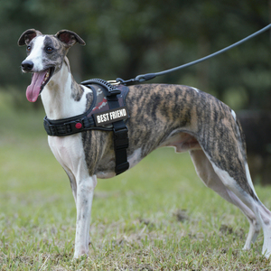 สายจูงสุนัขส่วนบุคคลที่ดีที่สุดพร้อมชื่อแพทช์บริการเสื้อกั๊กสุนัขไม่ดึงไม่มีโช้คสำหรับสุนัขขนาดเล็กขนาดกลางขนาดใหญ่ที่กำหนดเอง - Product Image 6