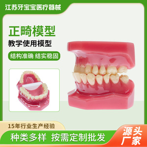 Modèle dentaire orthodontique pour bébé, modèle pédagogique de soins bucco-dentaires, modèle dentaire réparateur, modèle oral détachable - Product Image 5